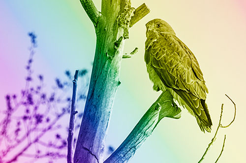 Rough Legged Hawk Perched Atop Tree Branch (Rainbow Shade Photo)