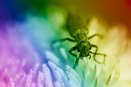 Snarling Oedemera Beetle Eating Dandelion Pollen (Rainbow Shade Photo)