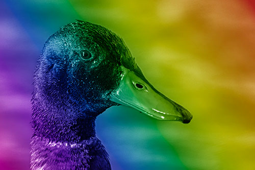 Soaked Male Mallard Duck Watching Among Lake (Rainbow Shade Photo)