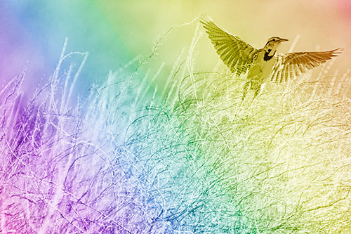 Western Meadowlark Takes Flight Off Branches (Rainbow Shade Photo)