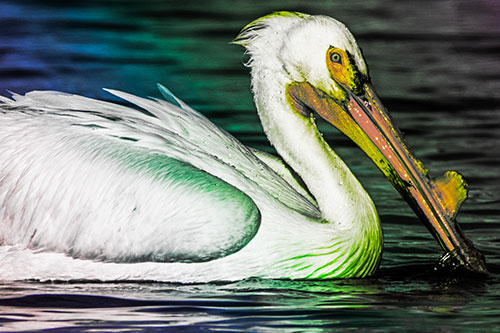 Beak Dipping Pelican Eying Across Lake Water (Rainbow Tint Photo)