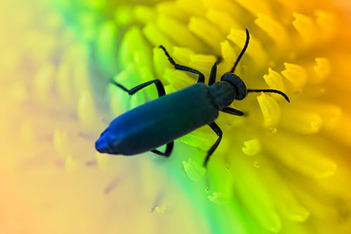 Crawling Oedemera Beetle Searching Atop Dandelion (Rainbow Tint Photo)