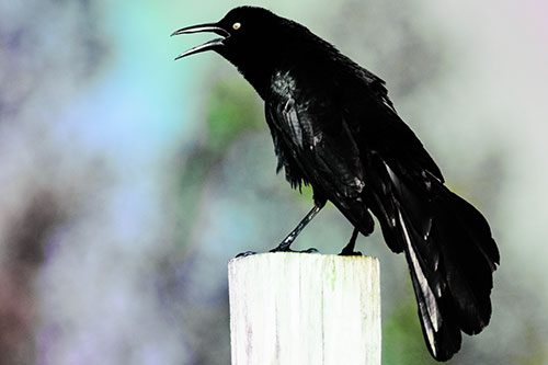 Croaking Great Tailed Grackle Perched Atop Wooden Post (Rainbow Tint Photo)
