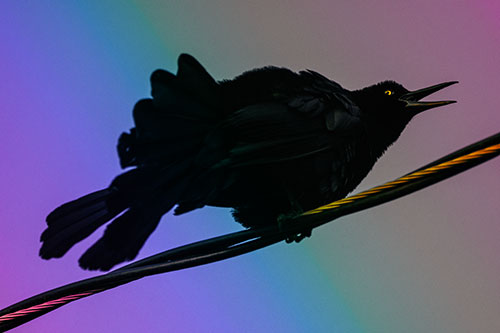 Crouching Great Tailed Grackle Squeaking Atop Cable (Rainbow Tint Photo)