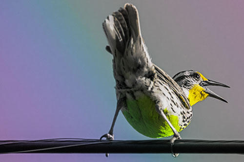 Crouching Western Meadowlark Singing Towards Sunlight (Rainbow Tint Photo)