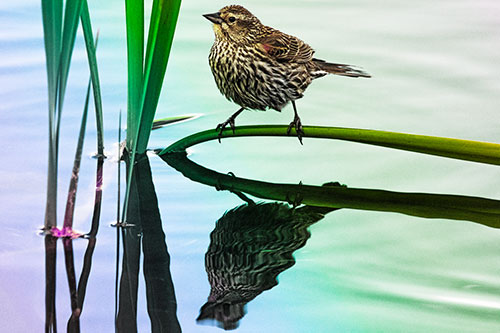 Female Red Winged Blackbird Casts Reflection Atop Bent Water Reed (Rainbow Tint Photo)