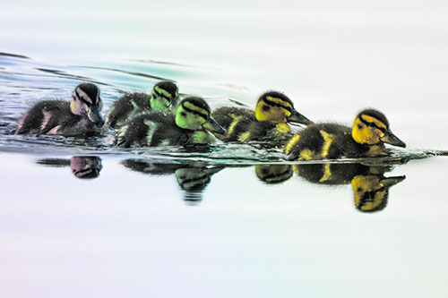 Five Baby Mallard Ducklings Swimming Across Lake Water (Rainbow Tint Photo)