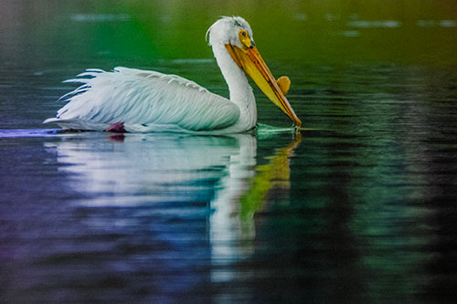Floating Pelican Reflection Among Lake Water (Rainbow Tint Photo)