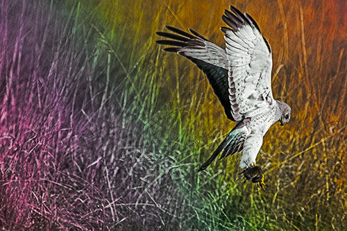 Flying Northern Harrier Marsh Hawk Captures Rodent (Rainbow Tint Photo)