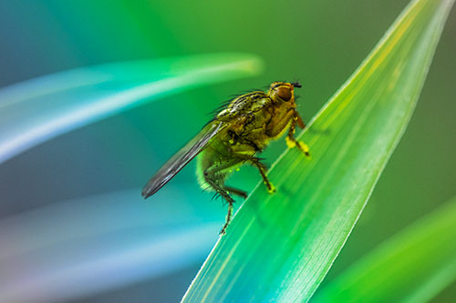 Golden Dung Fly Perched Along Sloping Fescue Grass Blade (Rainbow Tint Photo)