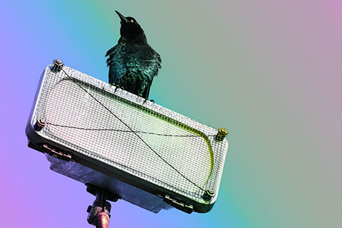 Great Tailed Grackle Keeping Watch Atop Light Pole (Rainbow Tint Photo)