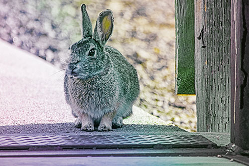 Hesitant Bunny Rabbit Considers Crossing Wooden Bridge (Rainbow Tint Photo)