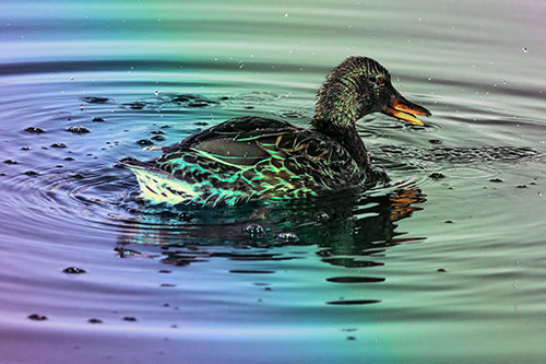 Joyful Water Splashing Mallard Duck Enjoying Calm Lake (Rainbow Tint Photo)