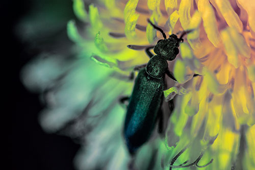Oedemera Beetle Feasting Among Dandelion (Rainbow Tint Photo)