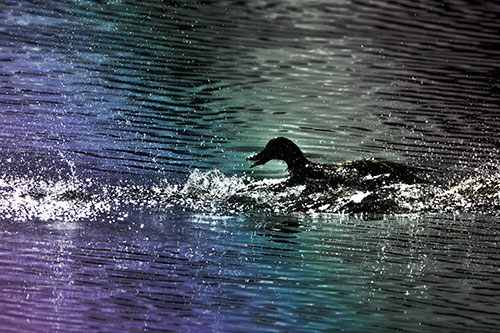 Playful Mallard Duck Gets Splashed Among Lake Horizon (Rainbow Tint Photo)