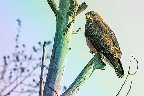 Rough Legged Hawk Perched Atop Tree Branch (Rainbow Tint Photo)