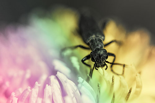 Snarling Oedemera Beetle Eating Dandelion Pollen (Rainbow Tint Photo)