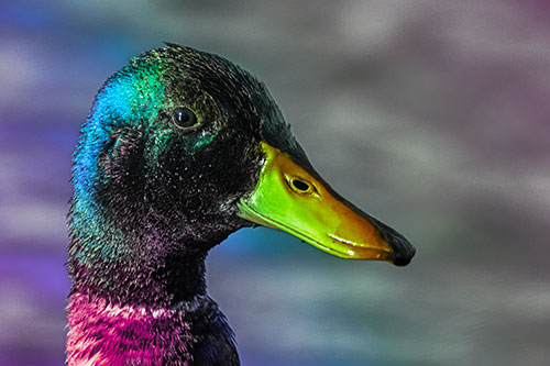 Soaked Male Mallard Duck Watching Among Lake (Rainbow Tint Photo)