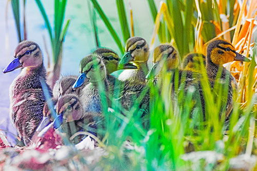 Ten Baby Mallard Ducklings Resting Among Reed Grass (Rainbow Tint Photo)