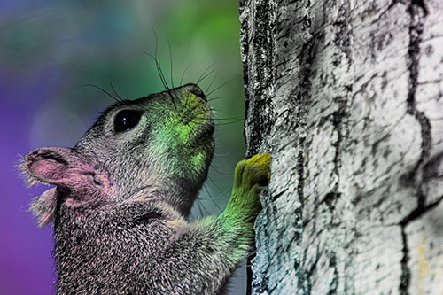 Tree Climbing Squirrel Gazing Upwards (Rainbow Tint Photo)