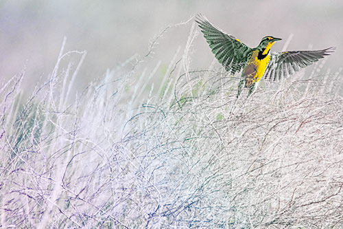 Western Meadowlark Takes Flight Off Branches (Rainbow Tint Photo)