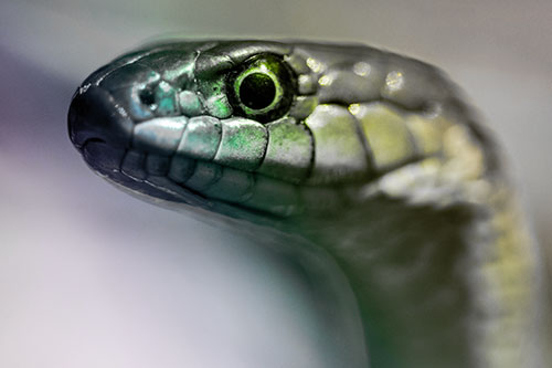 Alert Garter Snake Keeping Eye Out (Rainbow Tone Photo)