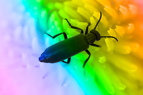 Crawling Oedemera Beetle Searching Atop Dandelion (Rainbow Tone Photo)