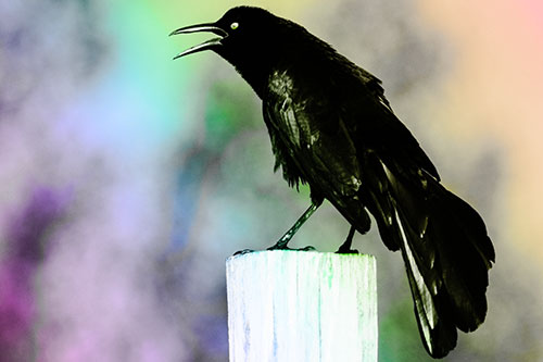 Croaking Great Tailed Grackle Perched Atop Wooden Post (Rainbow Tone Photo)