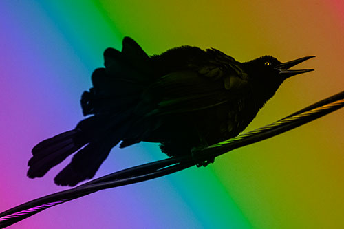 Crouching Great Tailed Grackle Squeaking Atop Cable (Rainbow Tone Photo)