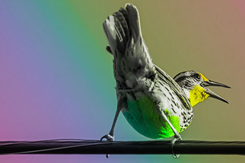 Crouching Western Meadowlark Singing Towards Sunlight (Rainbow Tone Photo)