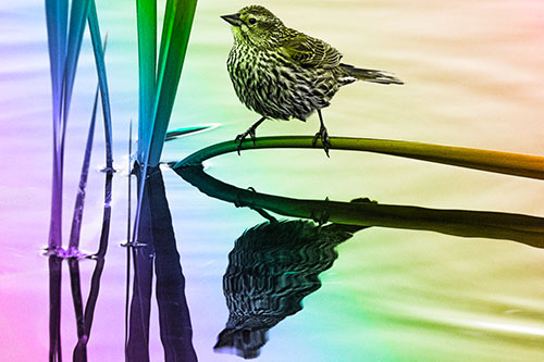 Female Red Winged Blackbird Casts Reflection Atop Bent Water Reed (Rainbow Tone Photo)