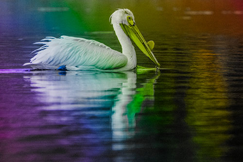 Floating Pelican Reflection Among Lake Water (Rainbow Tone Photo)