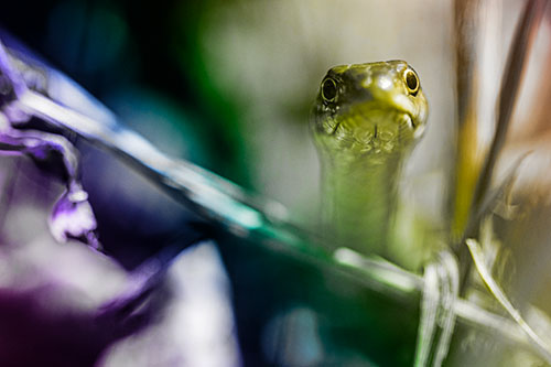 Garter Snake Peeking Head Above Sticks (Rainbow Tone Photo)