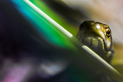 Garter Snake Peeking Head Over Dried Fescue Grass Blade (Rainbow Tone Photo)
