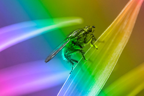 Golden Dung Fly Perched Along Sloping Fescue Grass Blade (Rainbow Tone Photo)