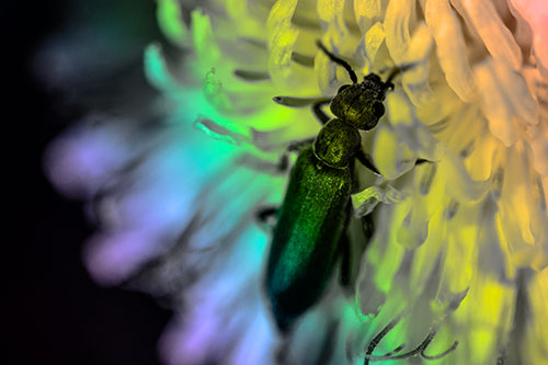 Oedemera Beetle Feasting Among Dandelion (Rainbow Tone Photo)
