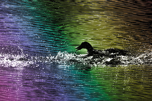 Playful Mallard Duck Gets Splashed Among Lake Horizon (Rainbow Tone Photo)