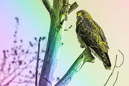 Rough Legged Hawk Perched Atop Tree Branch (Rainbow Tone Photo)