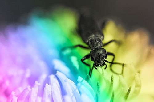 Snarling Oedemera Beetle Eating Dandelion Pollen (Rainbow Tone Photo)