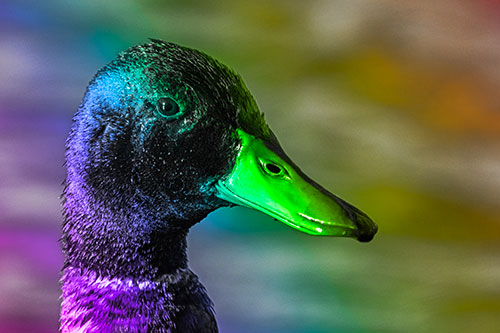 Soaked Male Mallard Duck Watching Among Lake (Rainbow Tone Photo)
