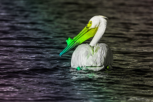 Swimming Pelican Glances Backwards Among Lake Water (Rainbow Tone Photo)