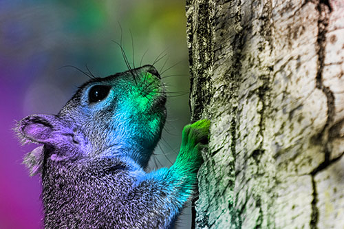 Tree Climbing Squirrel Gazing Upwards (Rainbow Tone Photo)