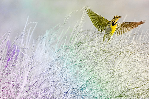 Western Meadowlark Takes Flight Off Branches (Rainbow Tone Photo)