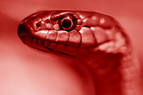 Alert Garter Snake Keeping Eye Out (Red Shade Photo)