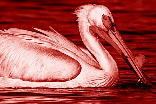 Beak Dipping Pelican Eying Across Lake Water (Red Shade Photo)