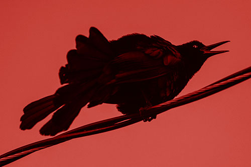 Crouching Great Tailed Grackle Squeaking Atop Cable (Red Shade Photo)