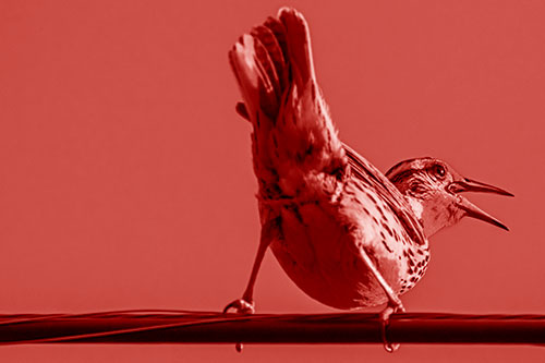 Crouching Western Meadowlark Singing Towards Sunlight (Red Shade Photo)