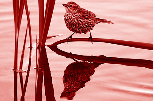 Female Red Winged Blackbird Casts Reflection Atop Bent Water Reed (Red Shade Photo)
