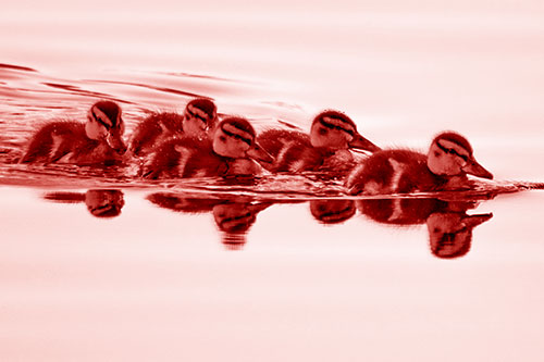 Five Baby Mallard Ducklings Swimming Across Lake Water (Red Shade Photo)