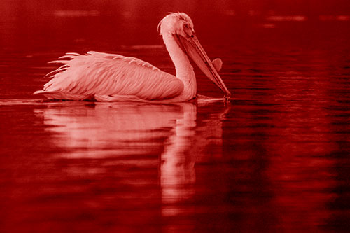 Floating Pelican Reflection Among Lake Water (Red Shade Photo)